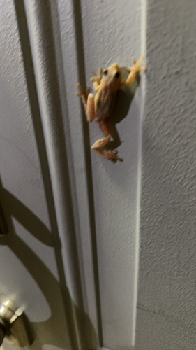 Spring Peeper