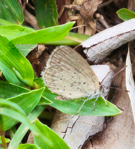 Lesser Grass Blue