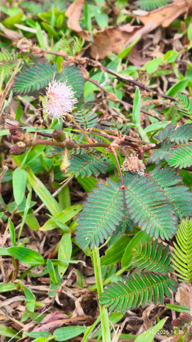 Sensitive Plant