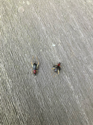 Red-headed Bush Cricket