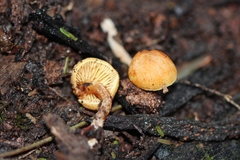 Gymnopilus eucalyptorum