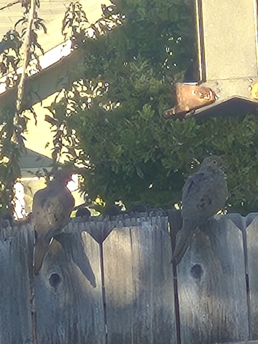 Mourning Dove