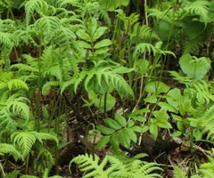 Sorbus sambucifolia