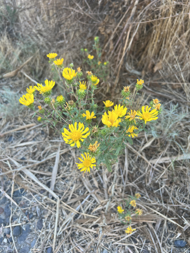 Curlycup Gumweed