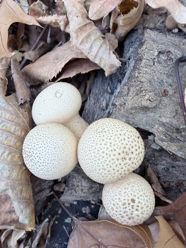 Pear-shaped Puffball