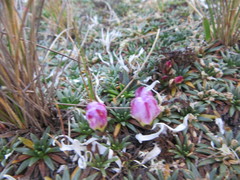 Gentianaceae