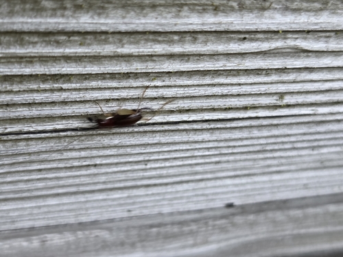 Red-headed Bush Cricket