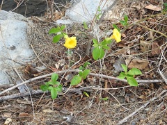 Tabernaemontana glabra