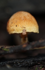 Gymnopilus eucalyptorum