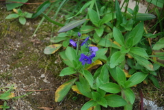 Veronica grandiflora