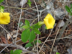 Tabernaemontana glabra