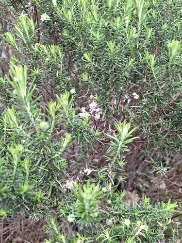 Cassinia aculeata observed 2026-10-15