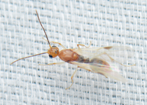 Asian Needle Ant