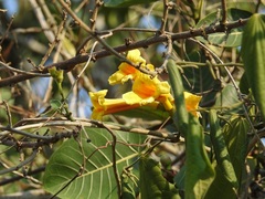Anemopaegma chrysanthum