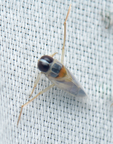 Buenoa
