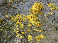 Anemopaegma chrysanthum
