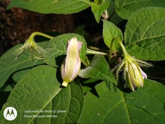 Lycianthes ciliolata