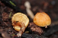 Gymnopilus eucalyptorum