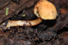 Gymnopilus eucalyptorum