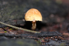 Gymnopilus eucalyptorum