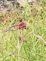 Centranthus ruber