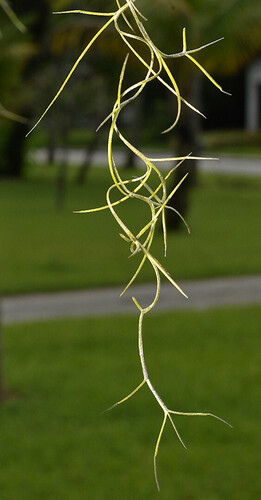 Tillandsia usneoides