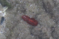 Phrikoceros katoi
