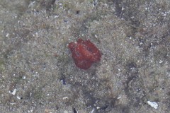 Phrikoceros katoi