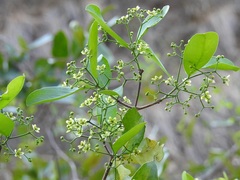 Semialarium mexicanum