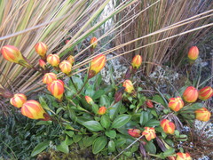 Gentianaceae