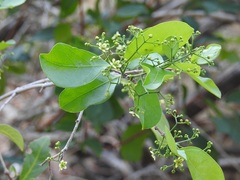 Semialarium mexicanum
