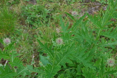 Cirsium kamtschaticum