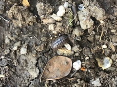 Armadillidium vulgare