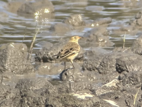 American Pipit