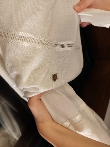 Brown Marmorated Stink Bug