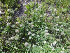 Trifolium diffusum