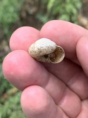 Oreohelix strigosa