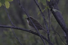Acrocephalus palustris
