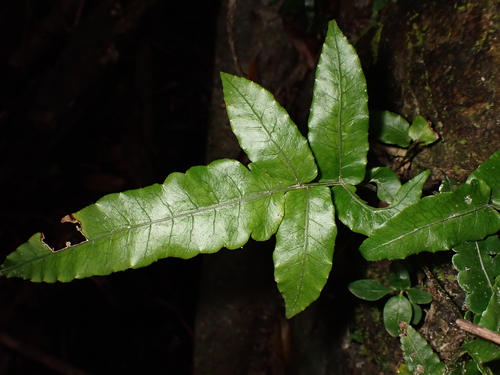 Bolbitis subcordata observed 2026-10-06