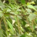 Acalypha diversifolia - Photo (c) Neptalí Ramírez Marcial, some rights reserved (CC BY), uploaded by Neptalí Ramírez Marcial