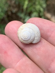Oreohelix strigosa