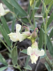 Lathyrus lanszwertii