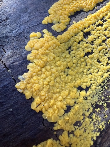 Yellow Fairy Cups
