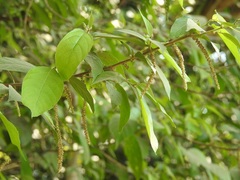 Acalypha diversifolia