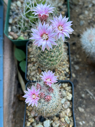 Whitecolumn Foxtail Cactus