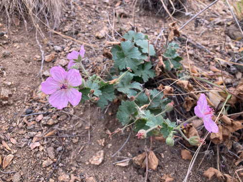 Geranium caespitosum, 2026-10-10