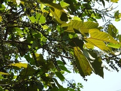 Alchornea latifolia