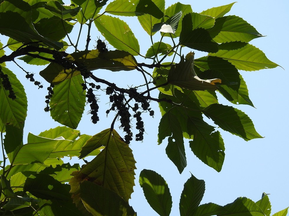Alchornea latifolia