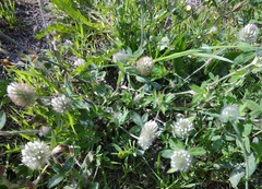 Trifolium diffusum