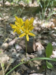 Triteleia lemmoniae